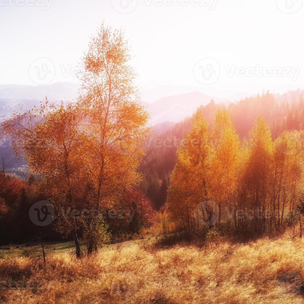 beautiful autumn mountain time in the Carpathian photo