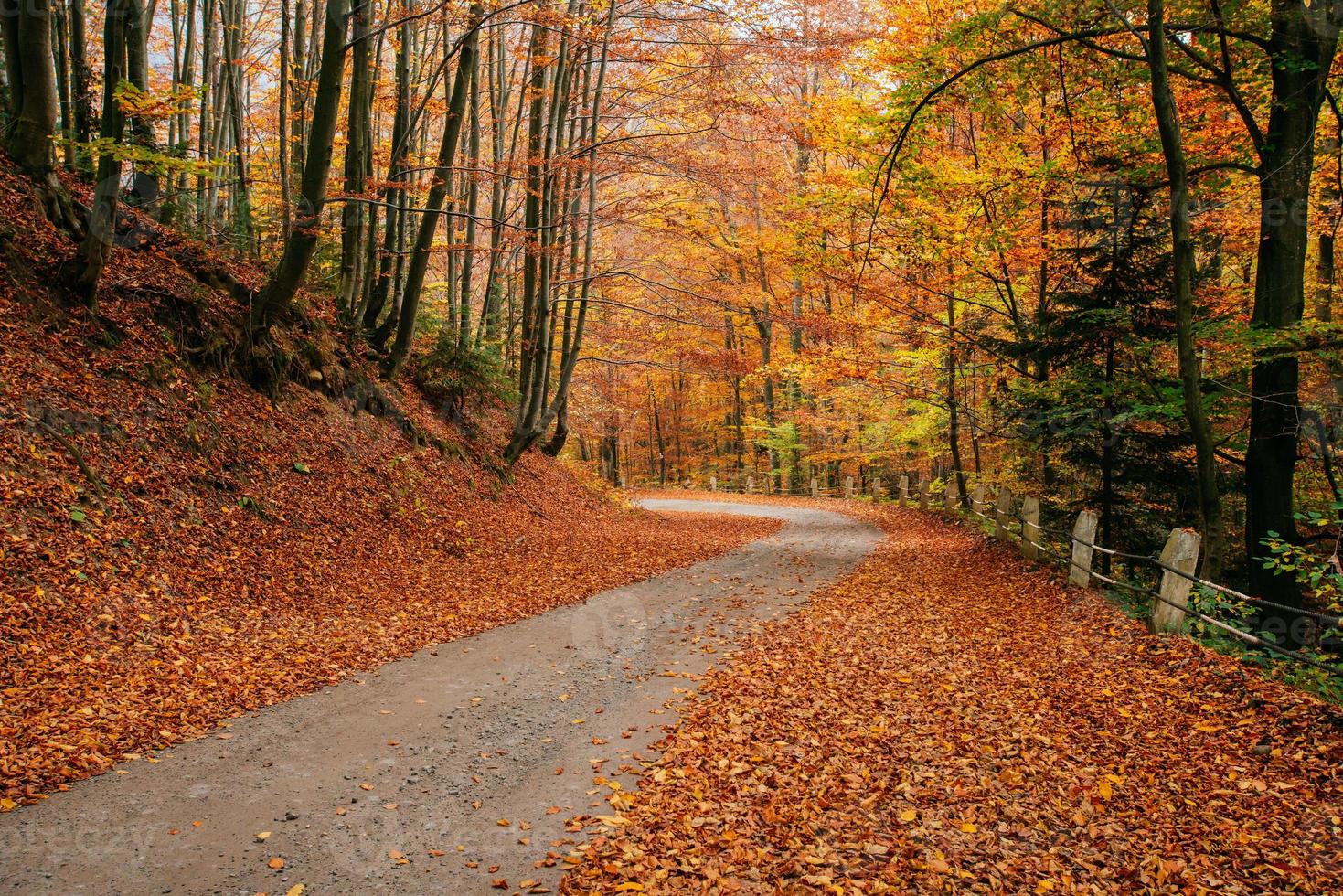 autumn road landscape photo