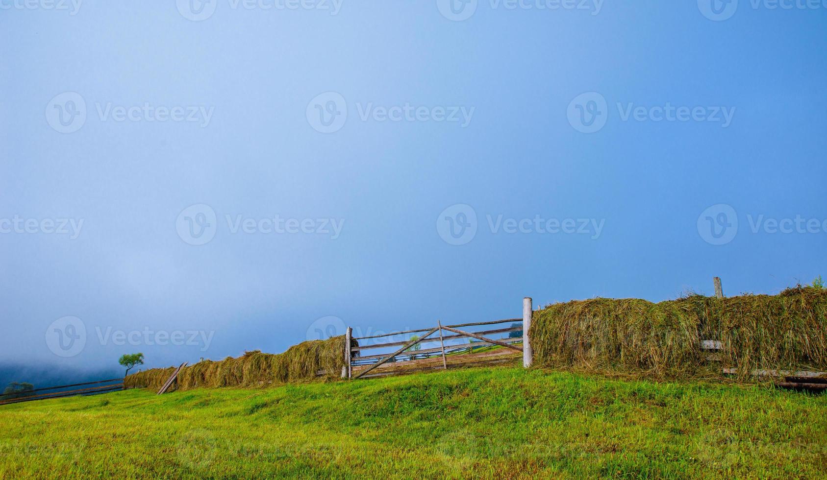 Colorful summer landscape photo