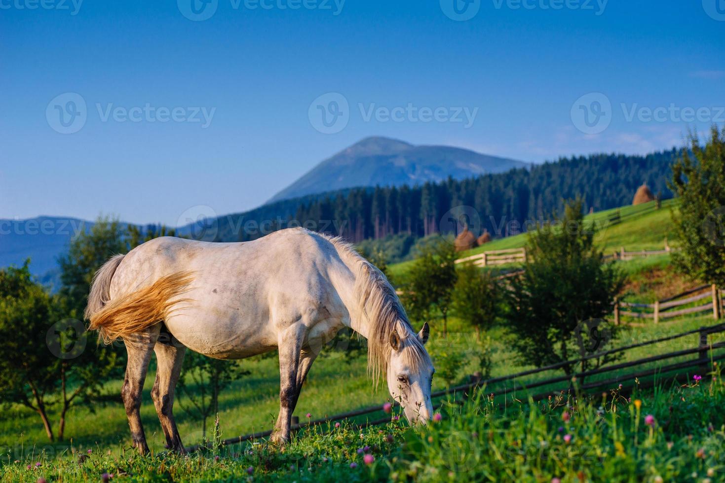 Horse pasture in summer photo