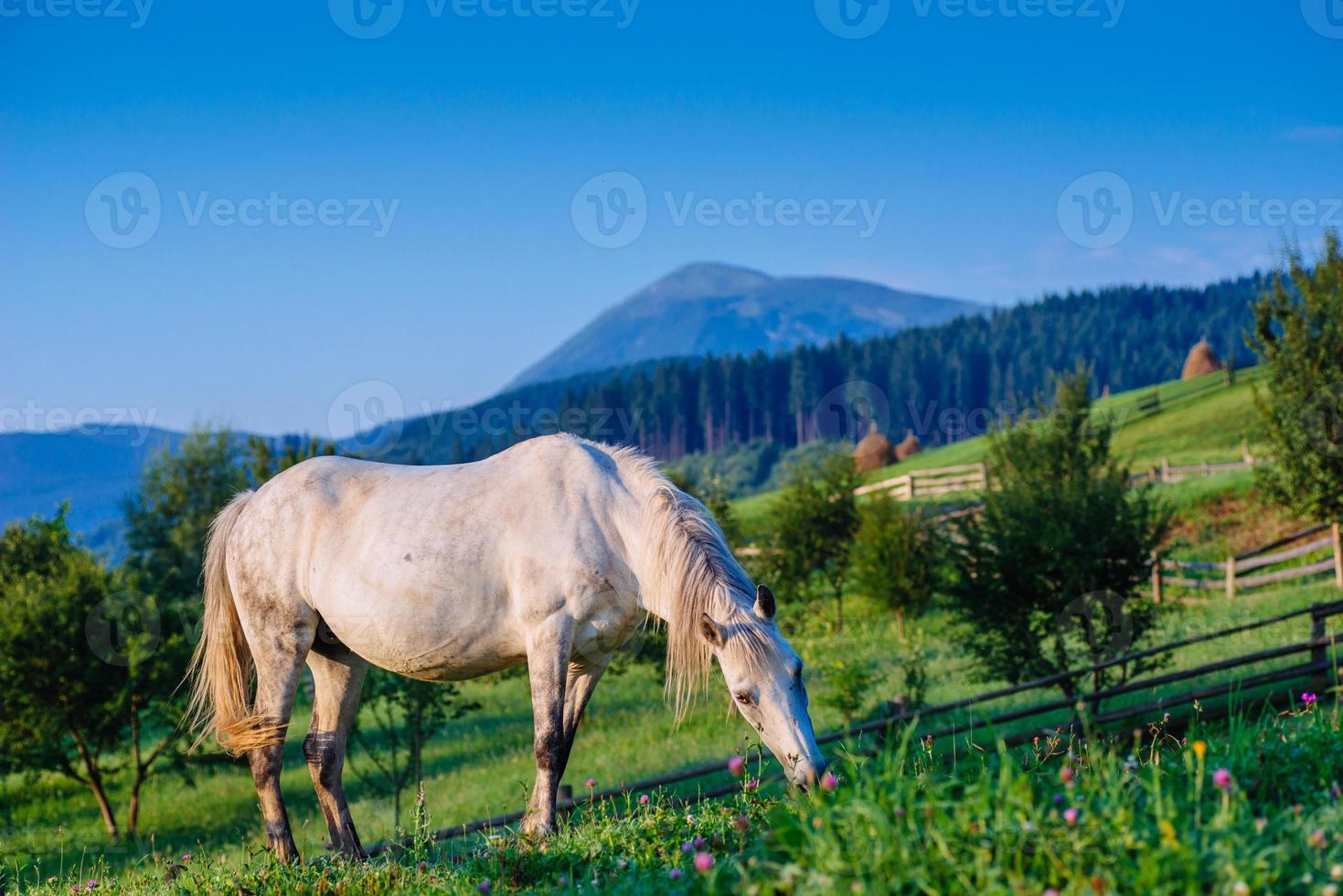 Horse pasture in summer photo