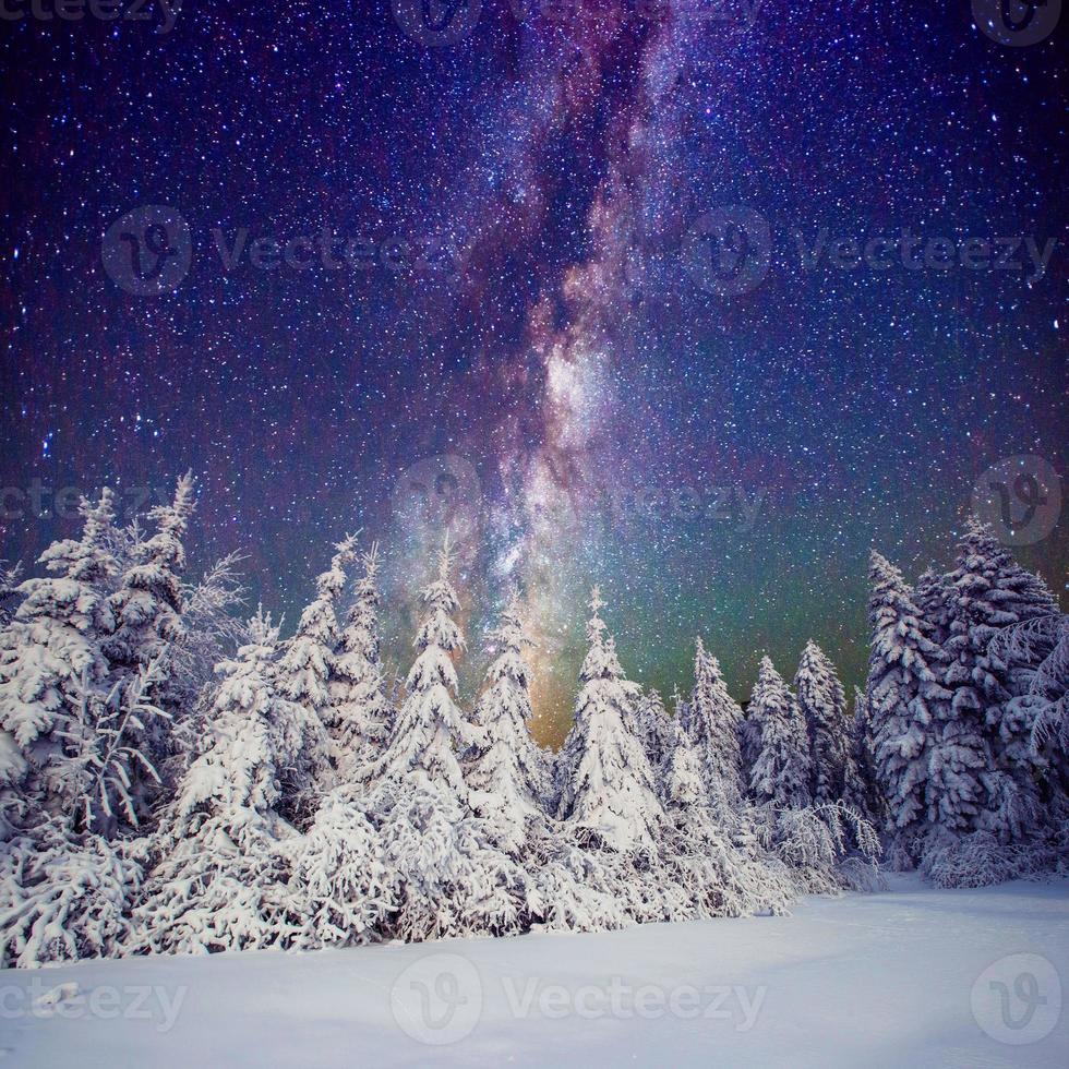 Starry sky and trees in hoarfrost photo