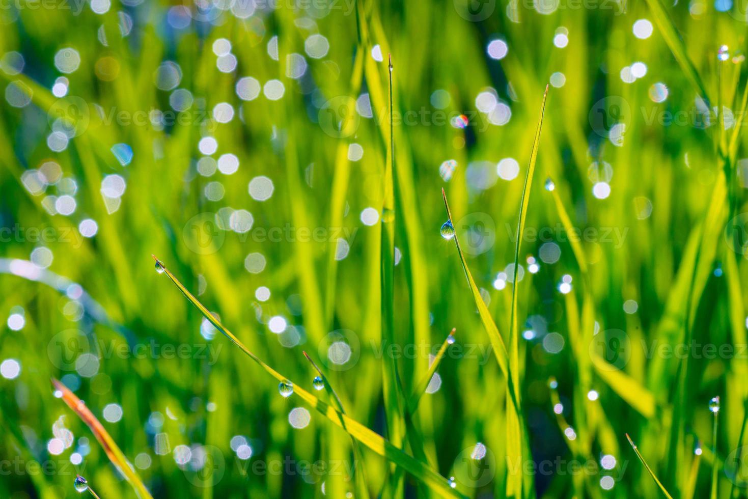 background of dew drops on grass photo