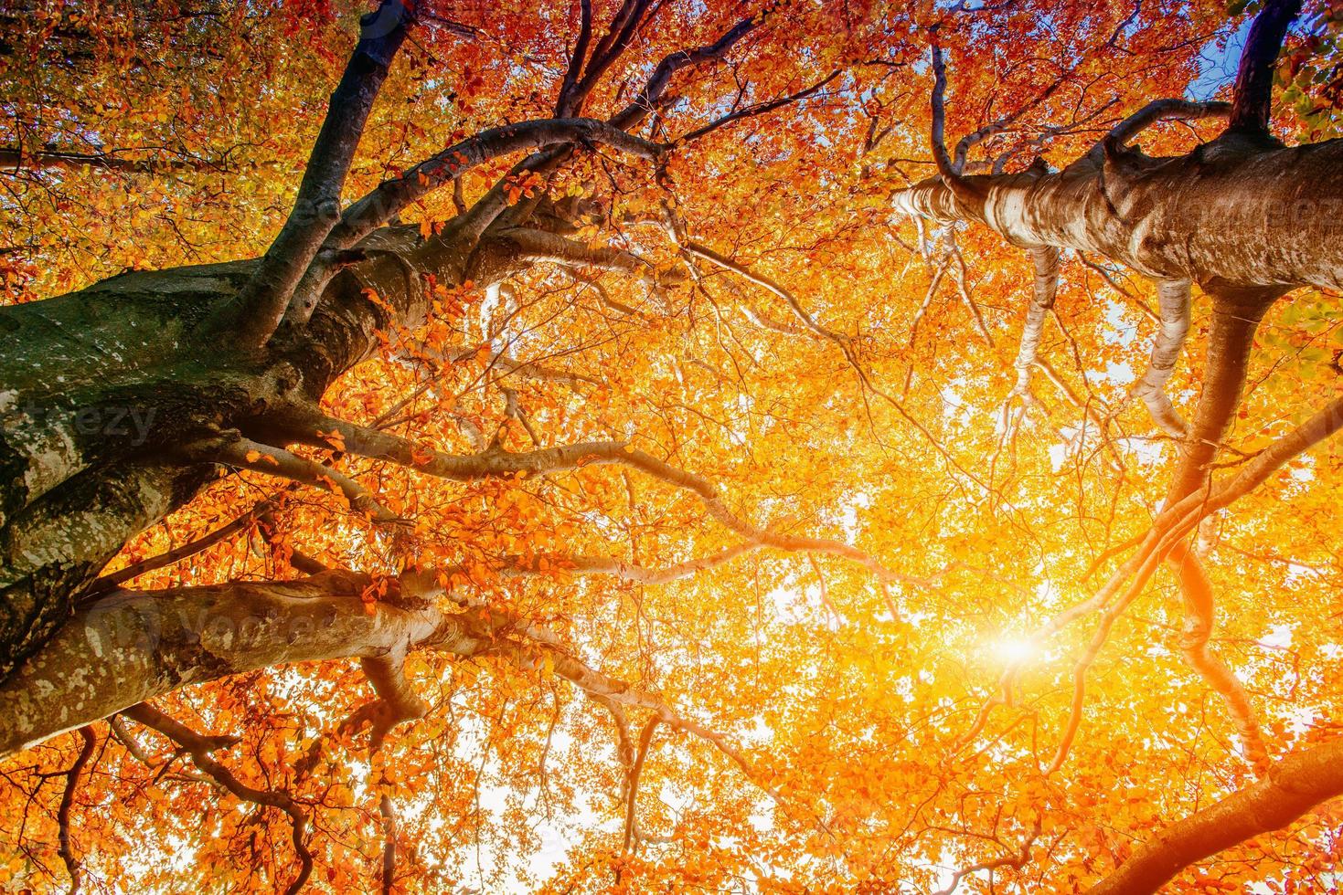 yellow crowns of trees in a forest in autumn photo