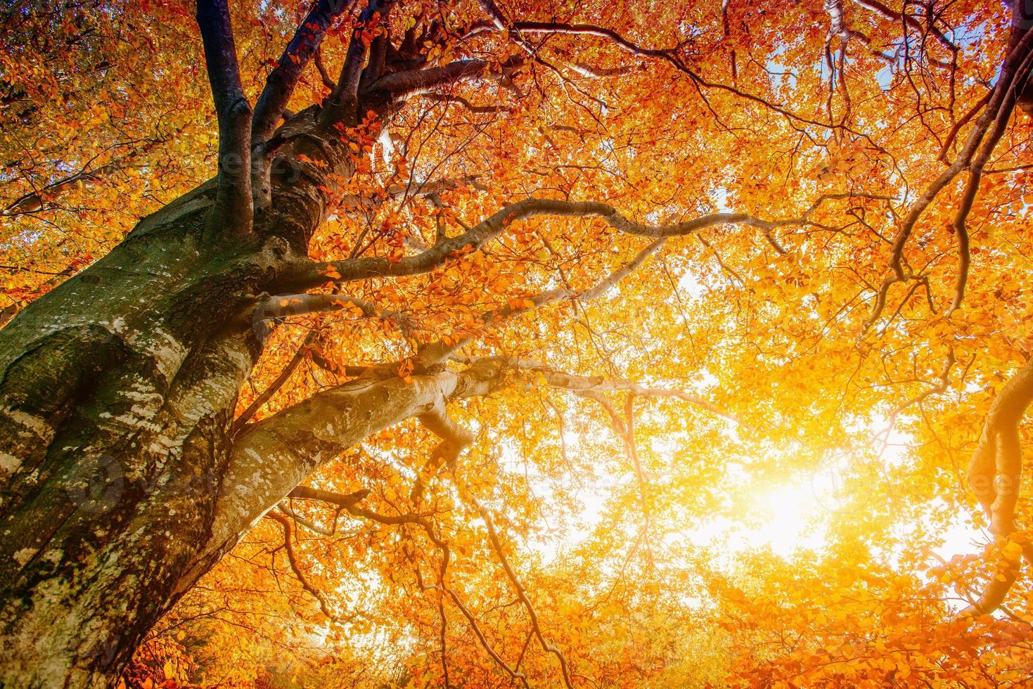 yellow crowns of trees in a forest in autumn photo