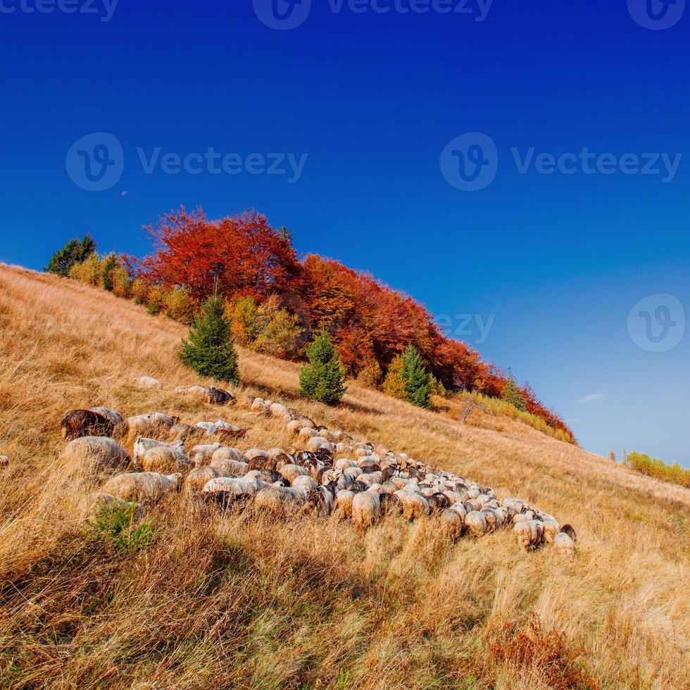 flock of sheep photo