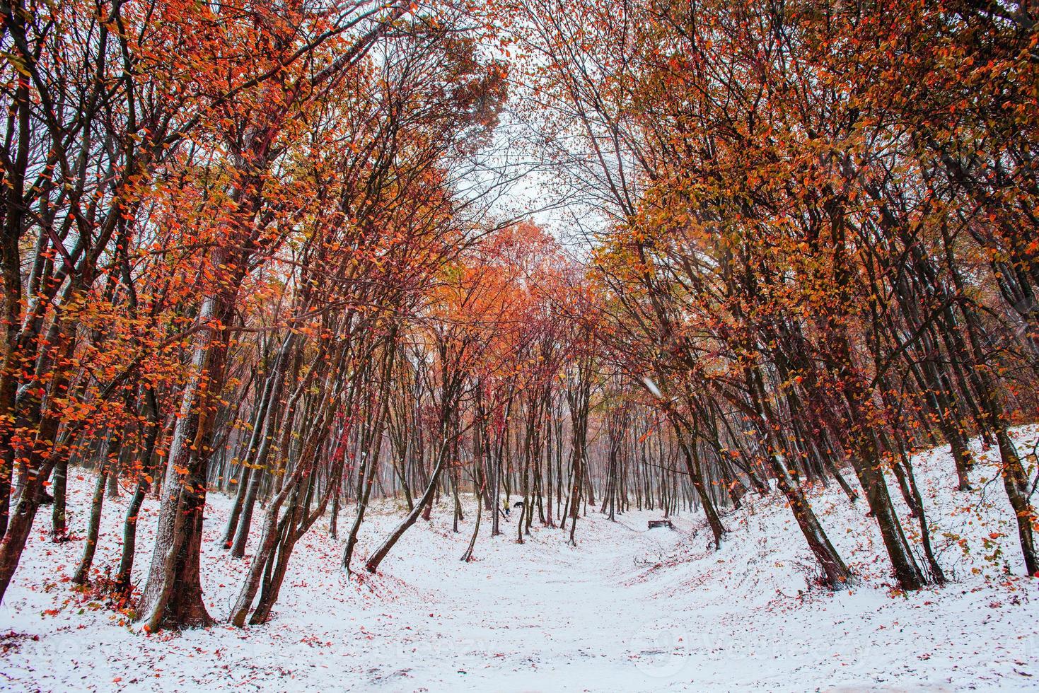 First snow in the forest. photo