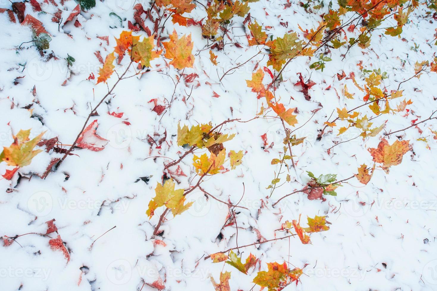 leaves in the snow photo