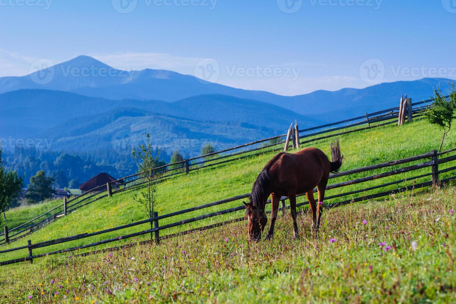 Horse pasture in summer photo