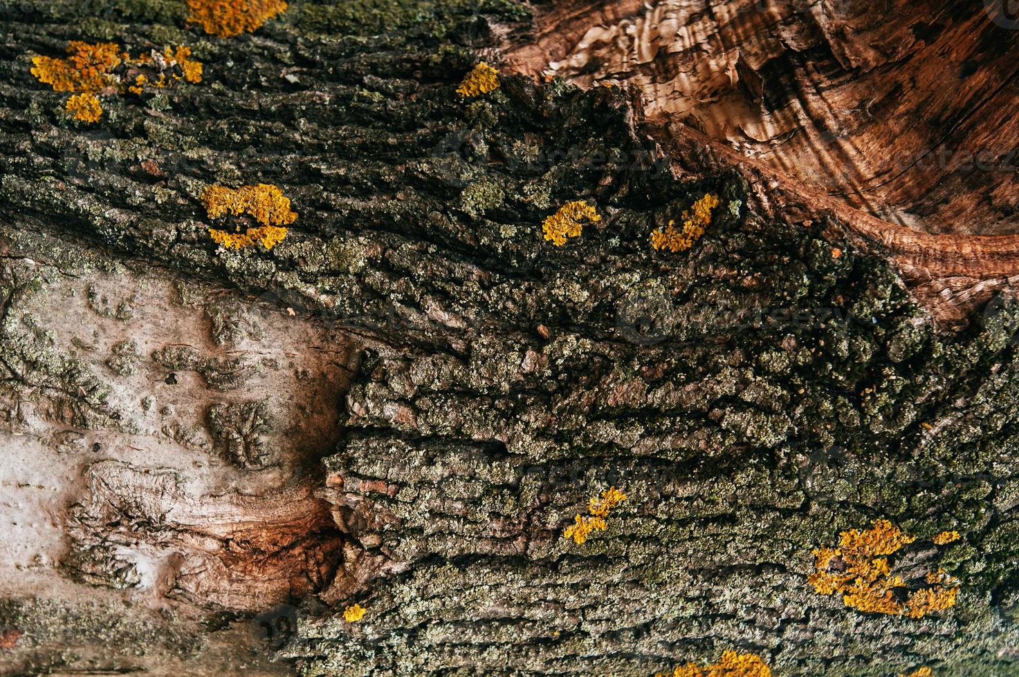 Wooden texture of an old tree photo