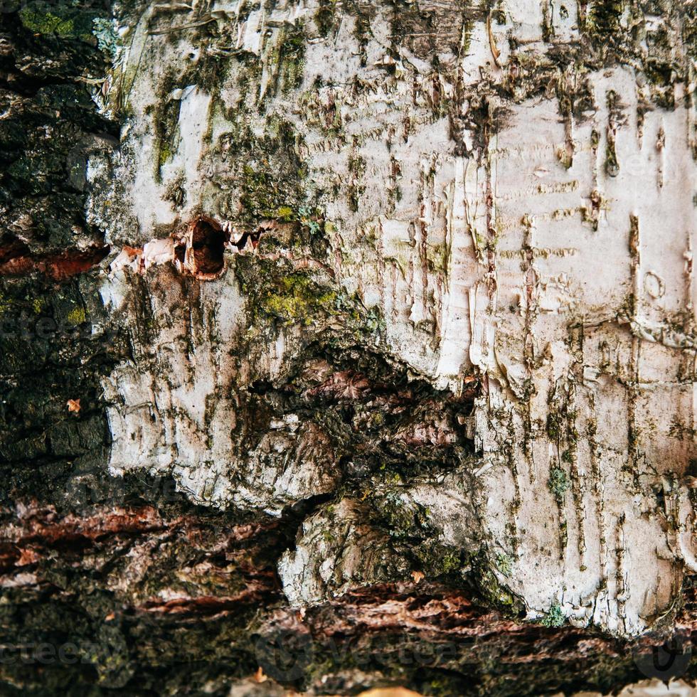 textura de fondo de corteza de abedul foto