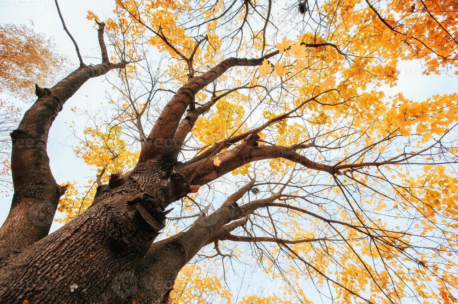 golden leaves at autumn photo