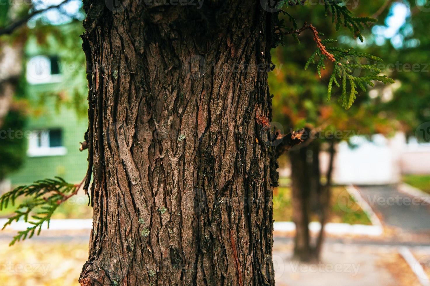 Bark Tree texture photo