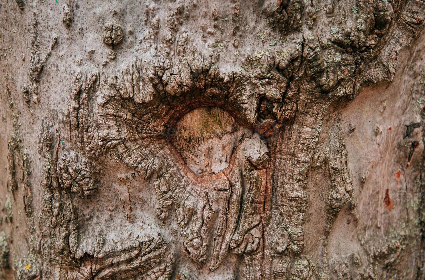bark of an old tree photo