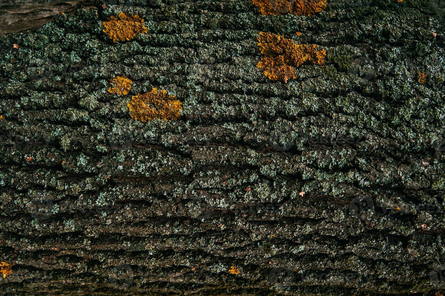 Wooden texture of an old tree photo