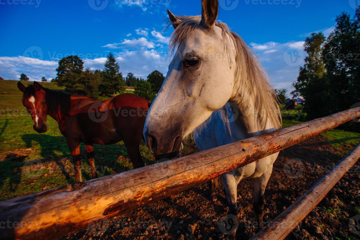 caballo gracioso de cerca foto