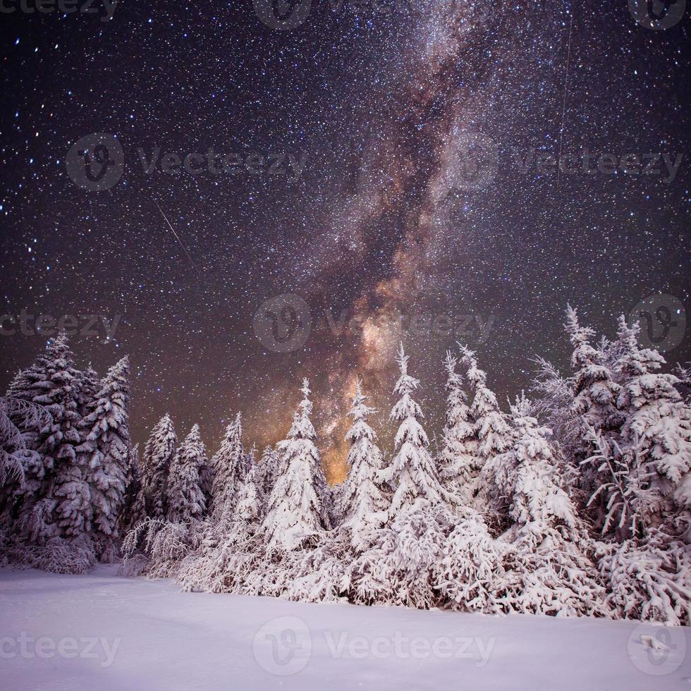 Starry sky and trees in hoarfrost photo