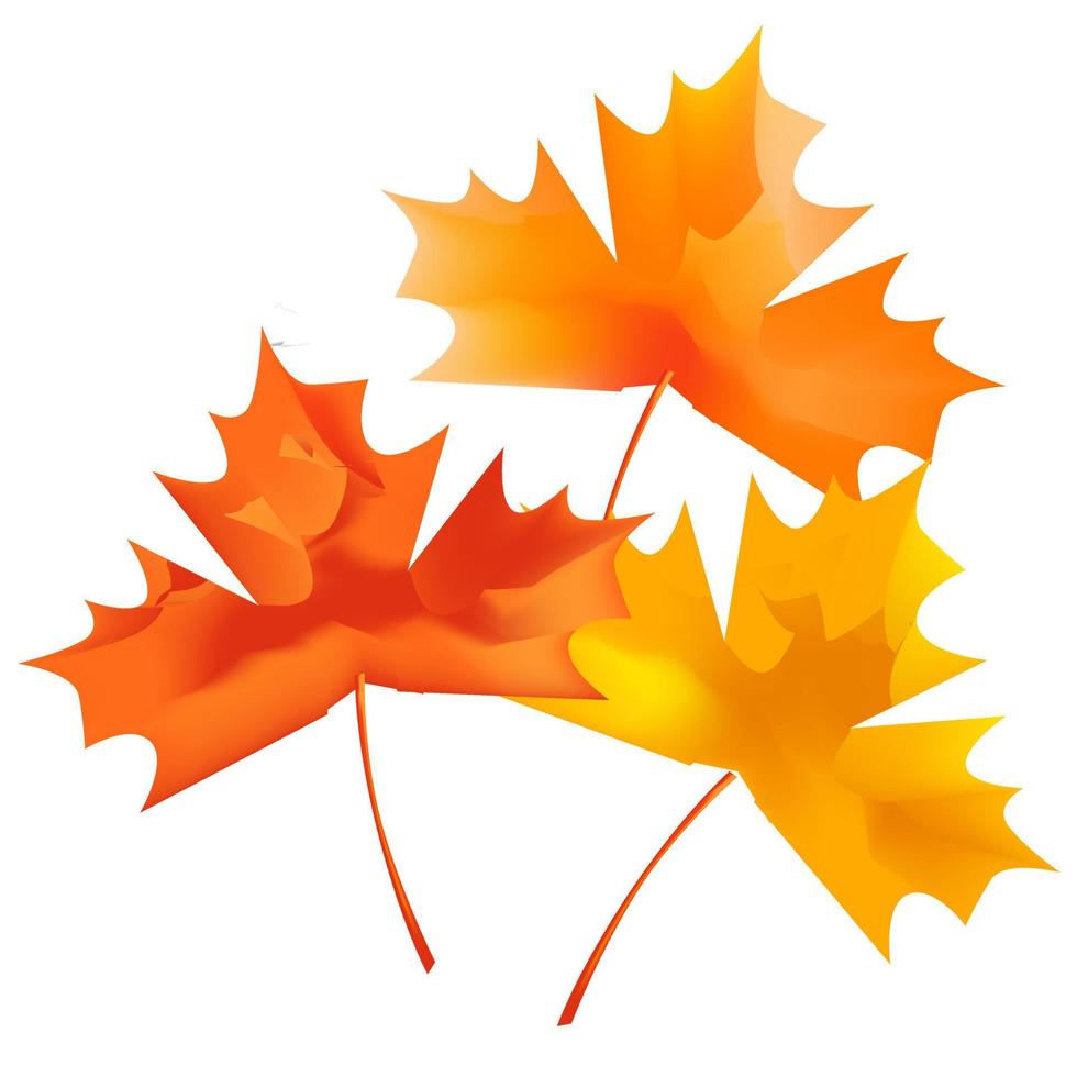 Maple Leaves Illustration vector