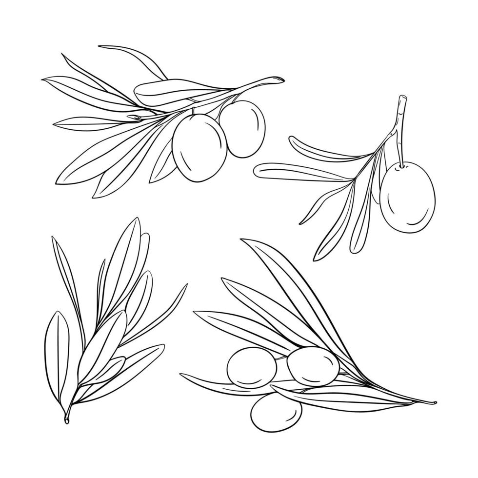 Set of hand drawn olive branches vector