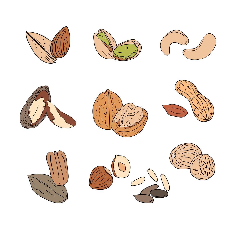 frutos secos con diferentes tipos de iconos en estilo doodle. nueces, avellanas, cacahuetes, almendras, pacanas, anacardos, pistachos, piñones, nueces de Brasil, nuez moscada sobre un fondo blanco. vector