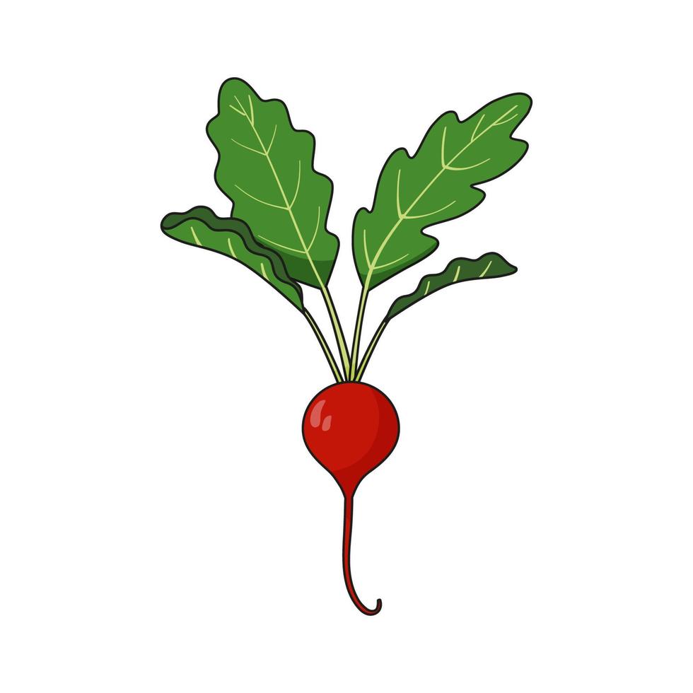 Ripe red radish with green leaves isolated on white background vector