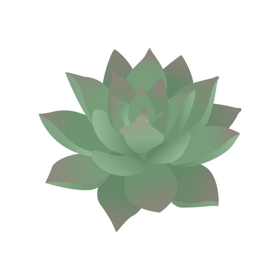 suculenta verde. echeveria. ilustración vectorial aislado sobre fondo blanco. vector