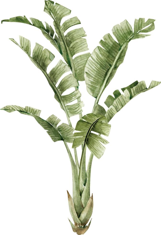 palmera verde árbol, ilustración acuarela. vector