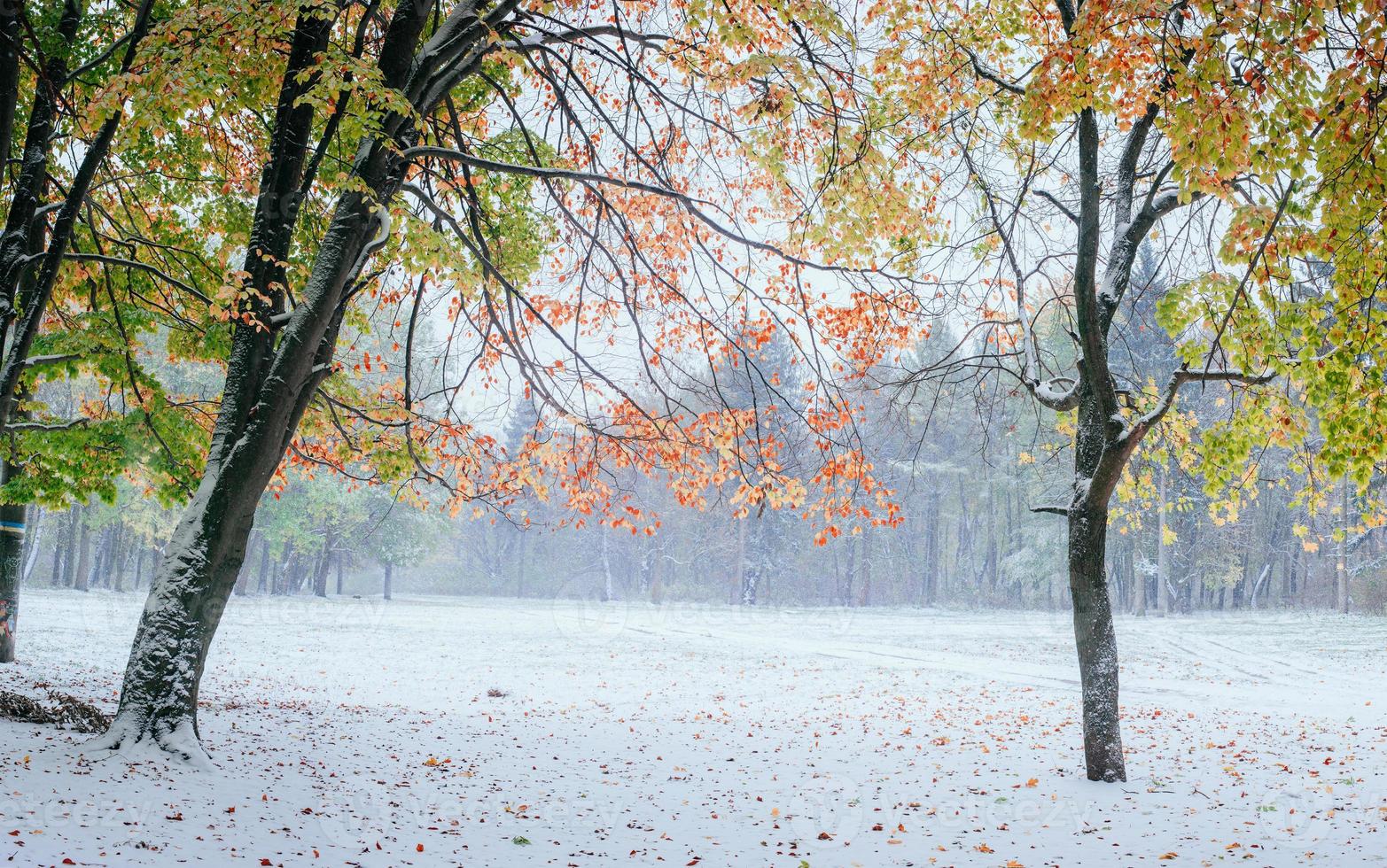 First snow in the forest. photo