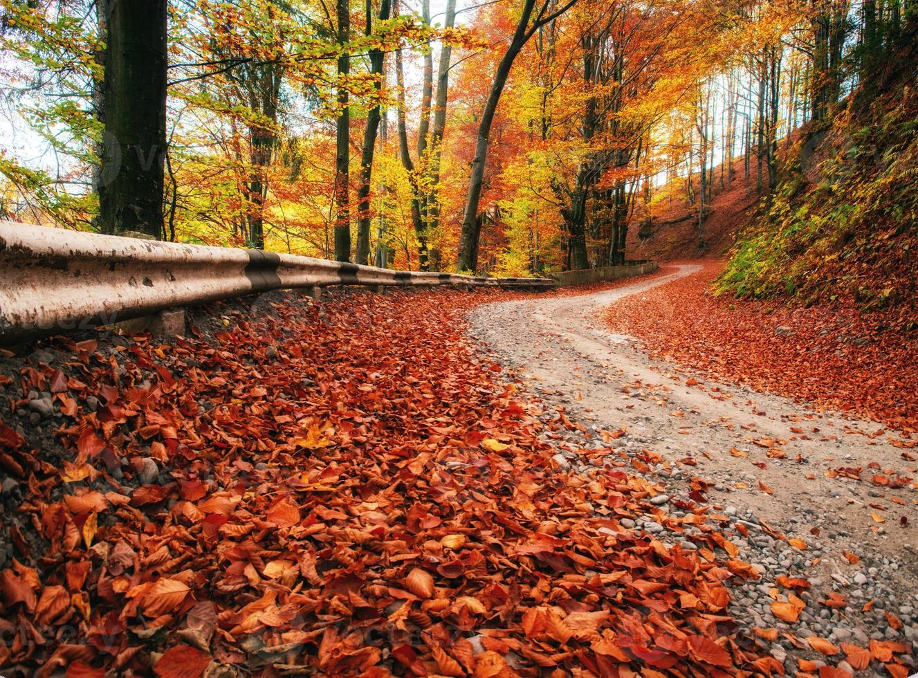 Road in autumn forest photo