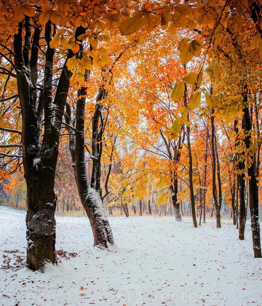 primera nevada en el bosque foto