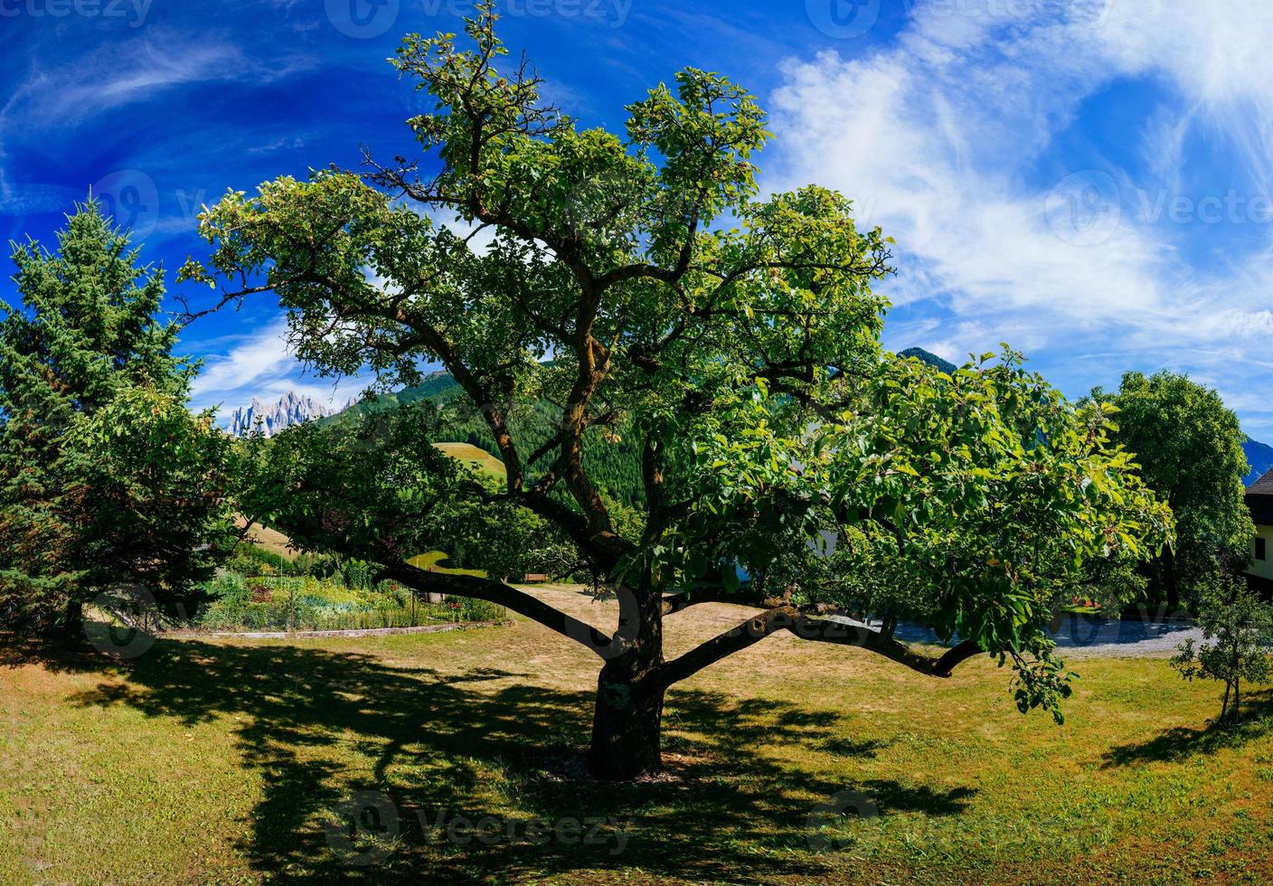 Old tree on a summer day photo