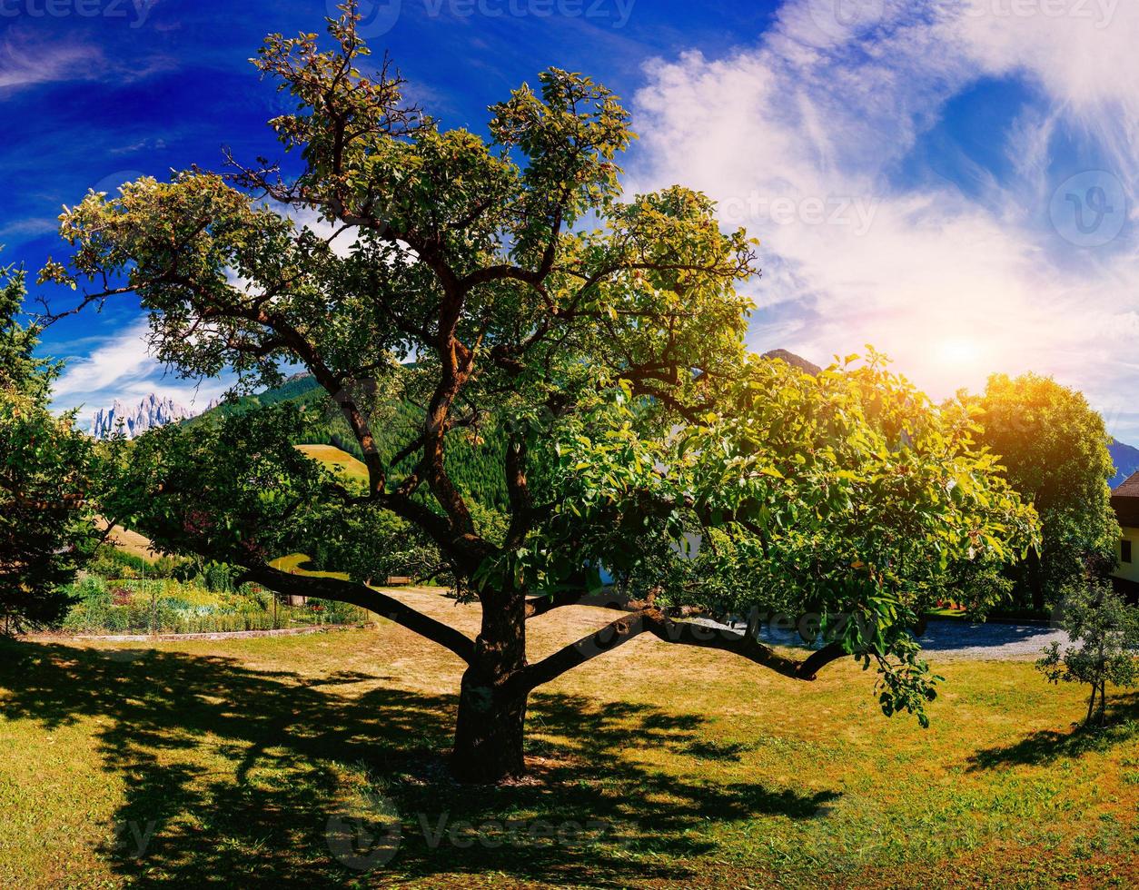 Old tree on a summer day photo