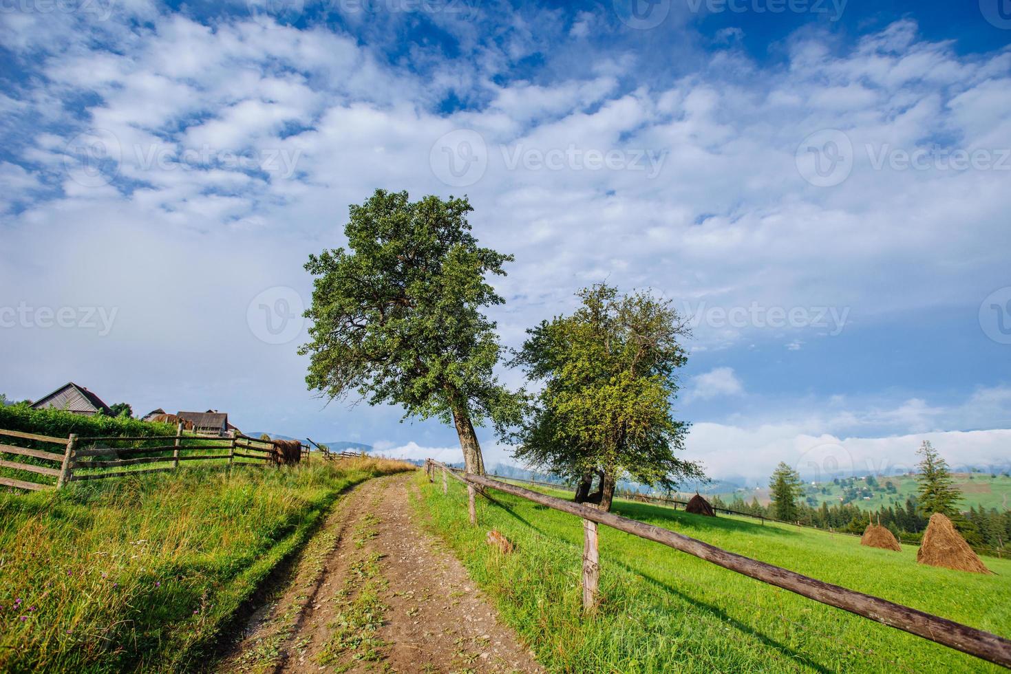 dirt road in the summer photo