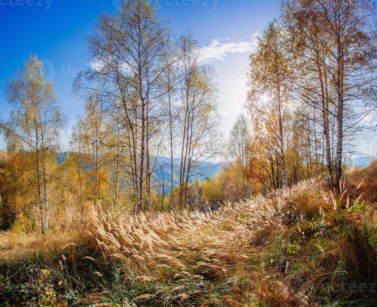 Landscape autumn park photo