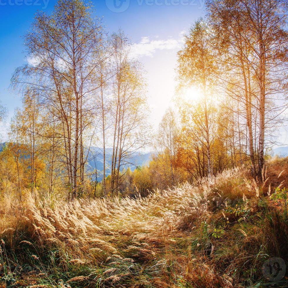 Landscape autumn park photo