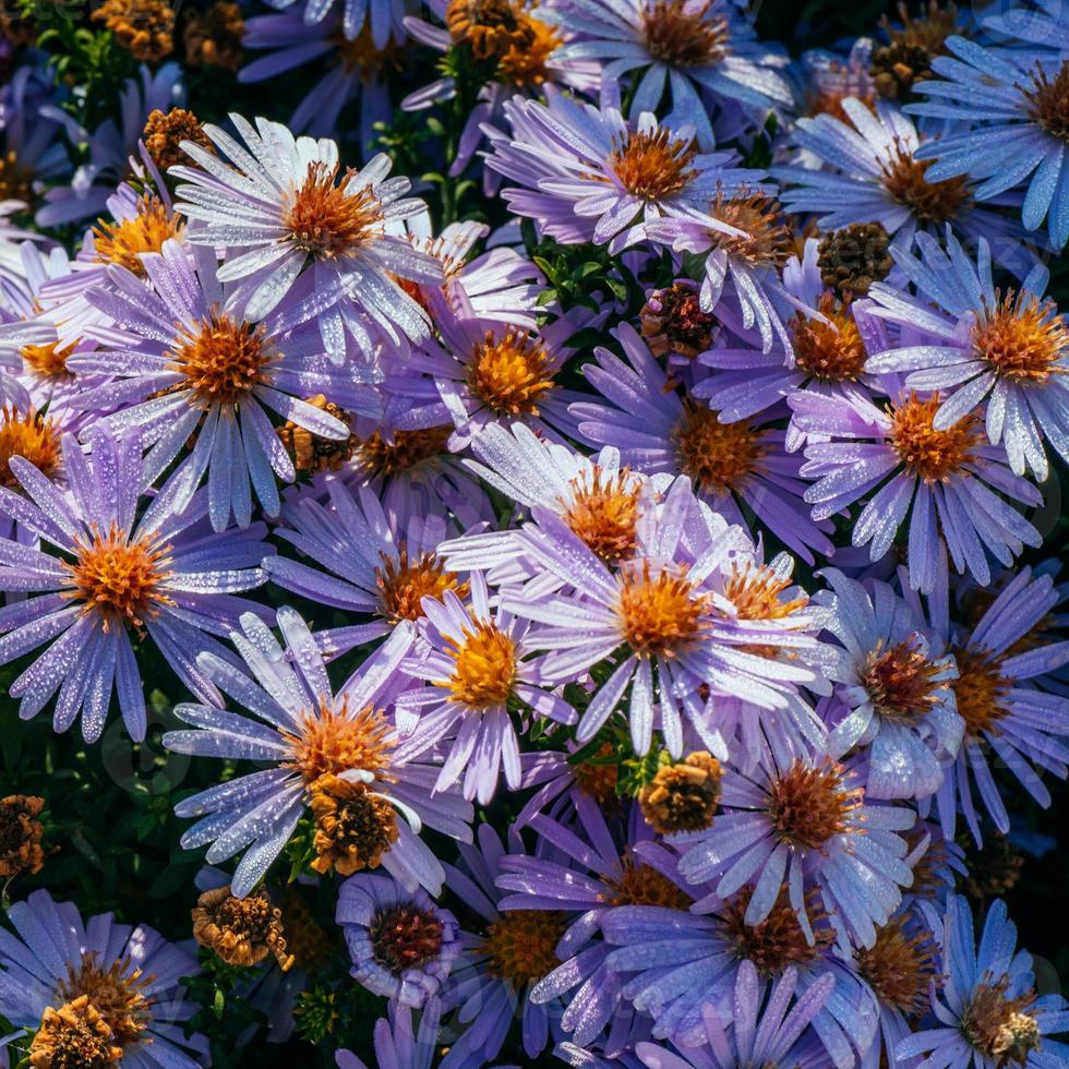 macizo de flores de aster magenta bajo la luz del sol foto