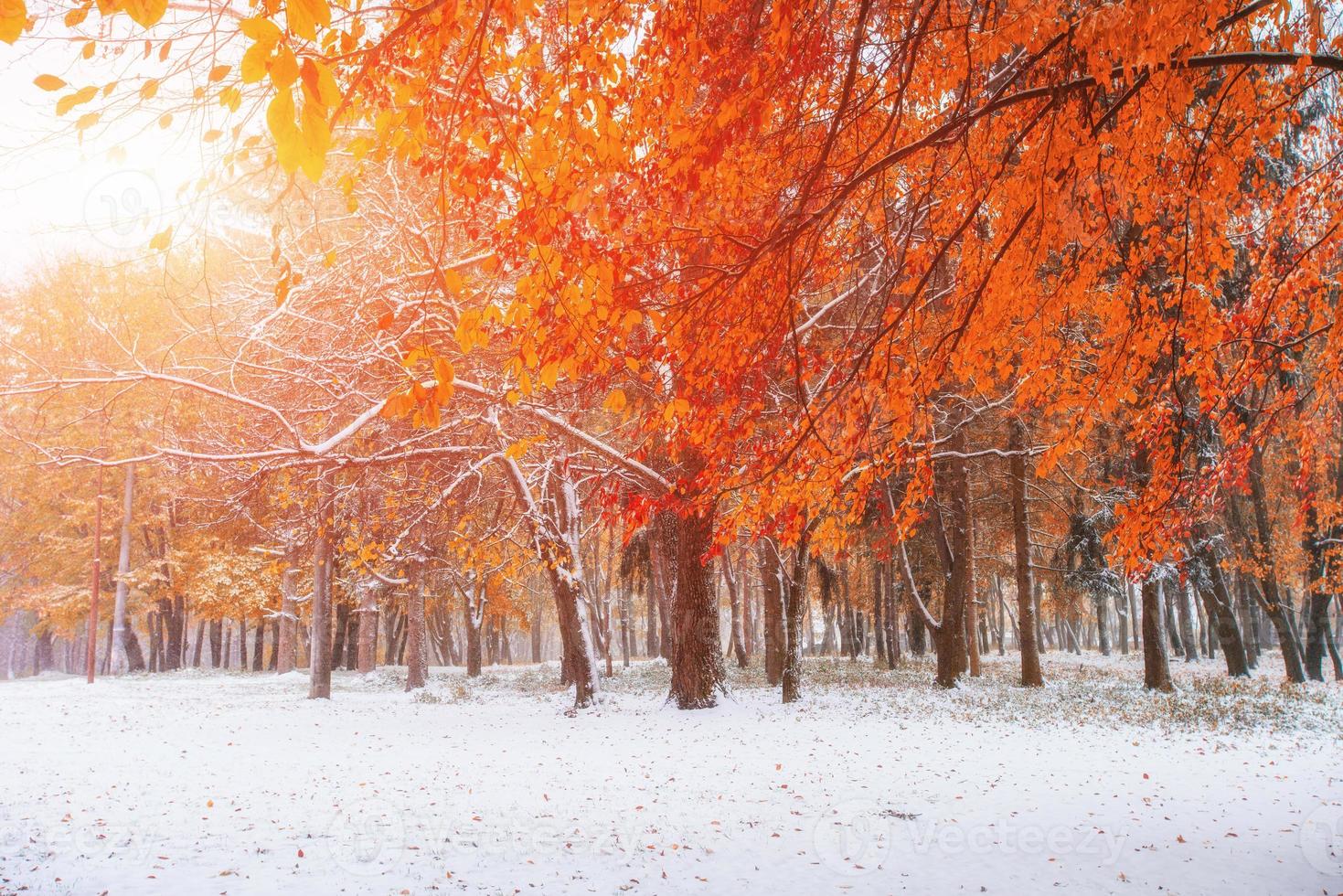 First snow in the forest. photo