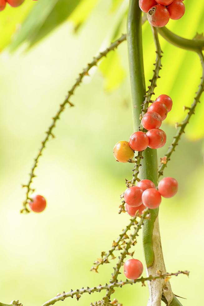 Effects of Areca catechu color, very fresh. photo