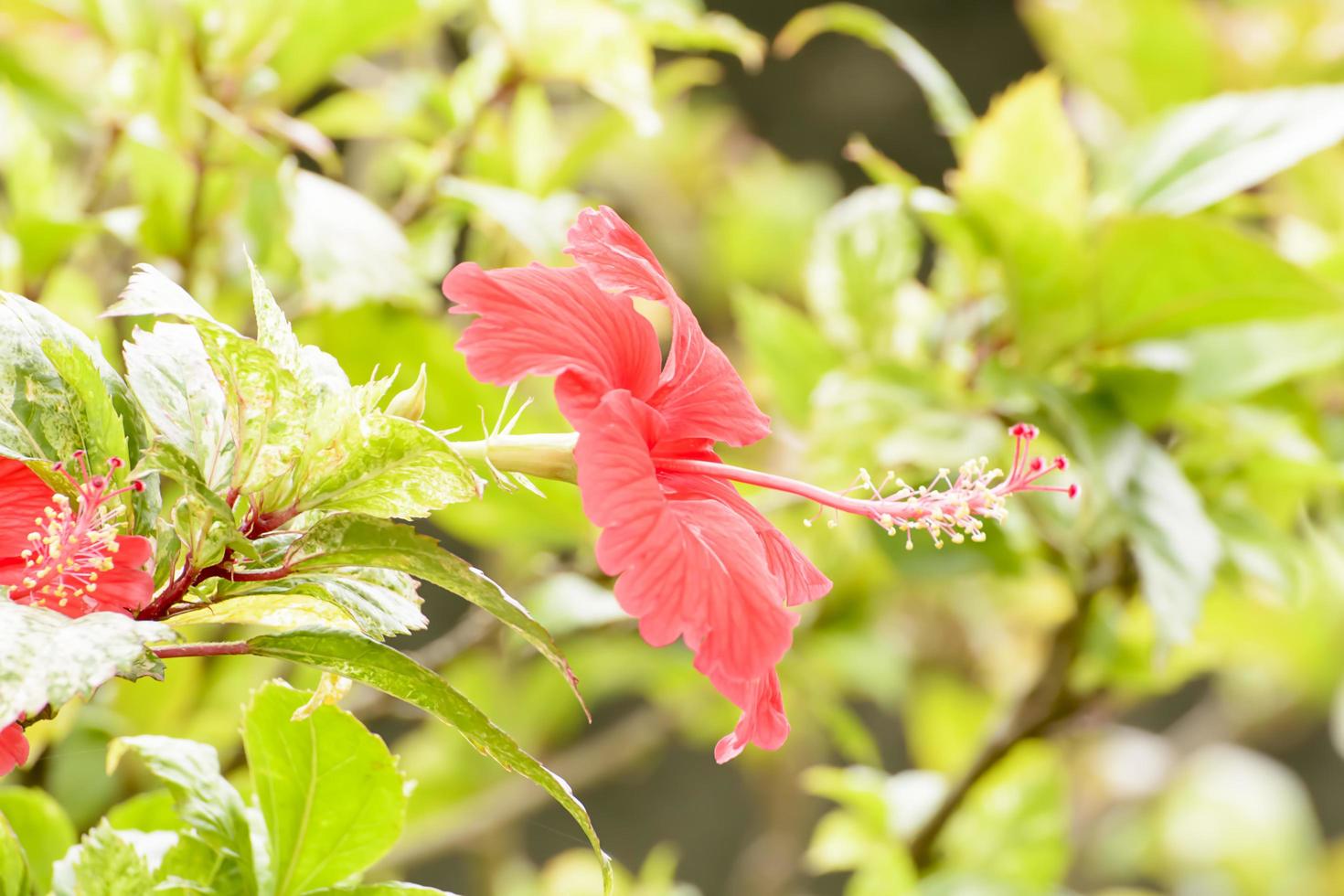 Hibiscus is a genus of flowering plants in the mallow family, Malvaceae. photo