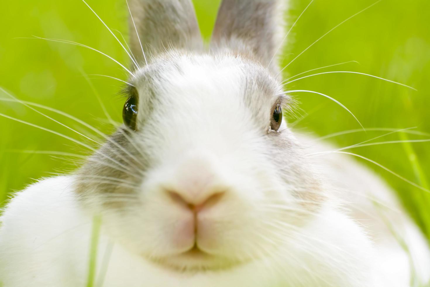 Rabbits are small mammals. Bunny is a colloquial name for a rabbit. photo