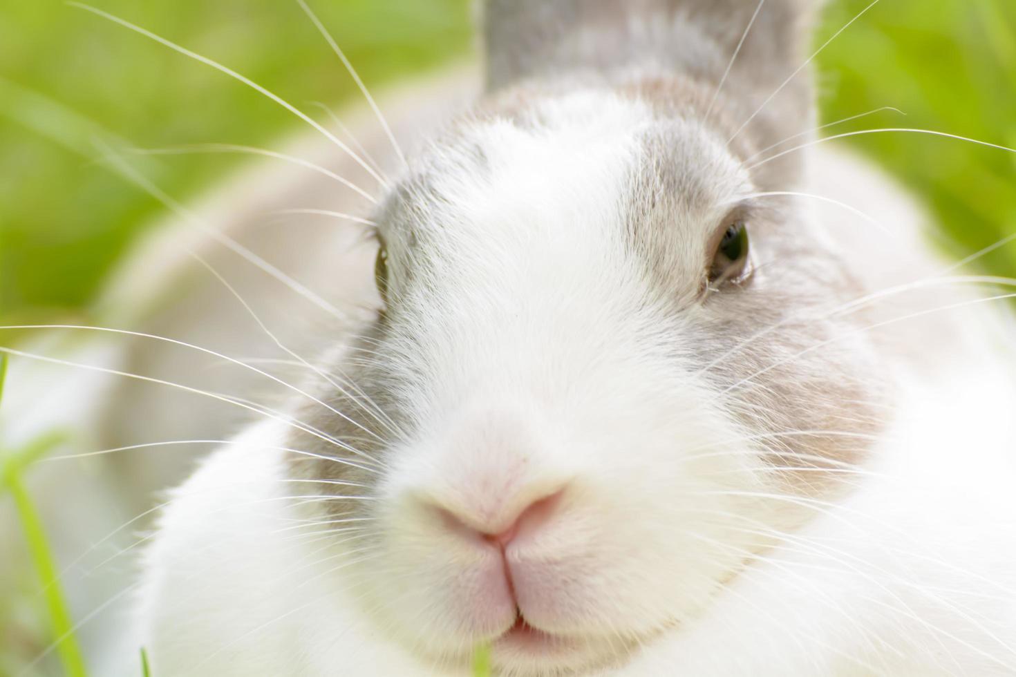 los conejos son pequeños mamíferos. conejito es un nombre coloquial para un conejo. foto