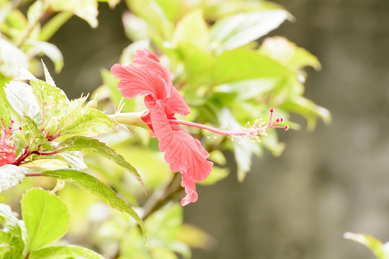 Hibiscus is a genus of flowering plants in the mallow family, Malvaceae. photo