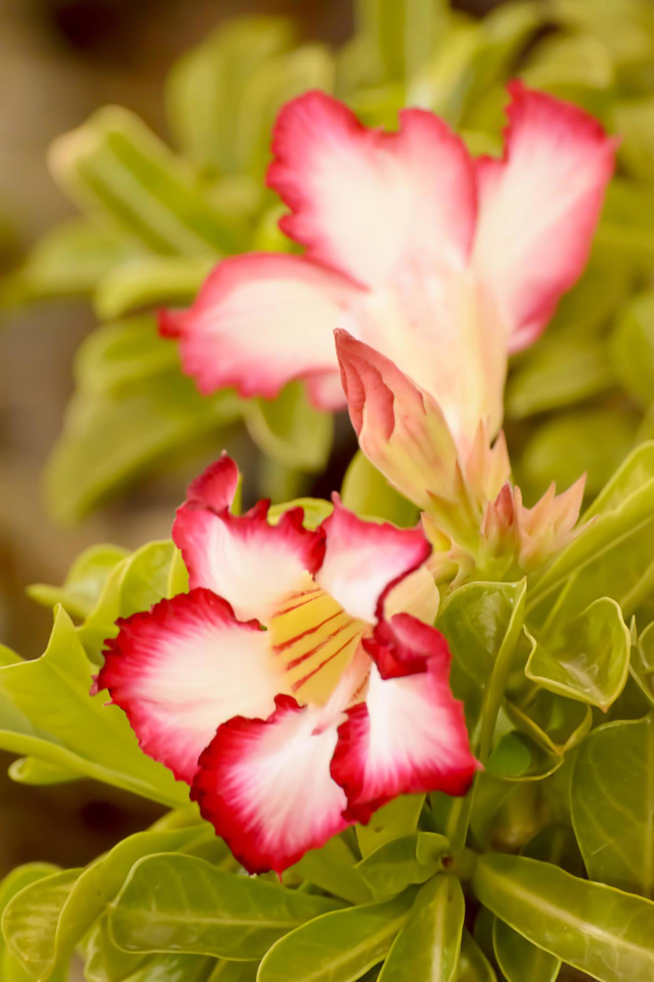 Desert Rose is a brightcolored flowers. Desert Roses are Thai Flower. 6947800 Stock Photo at
