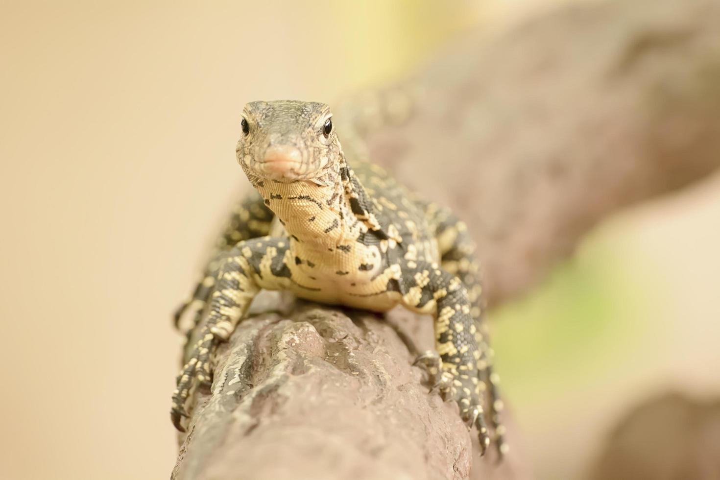 El monitor de agua o varanus salvator es un lagarto grande. foto