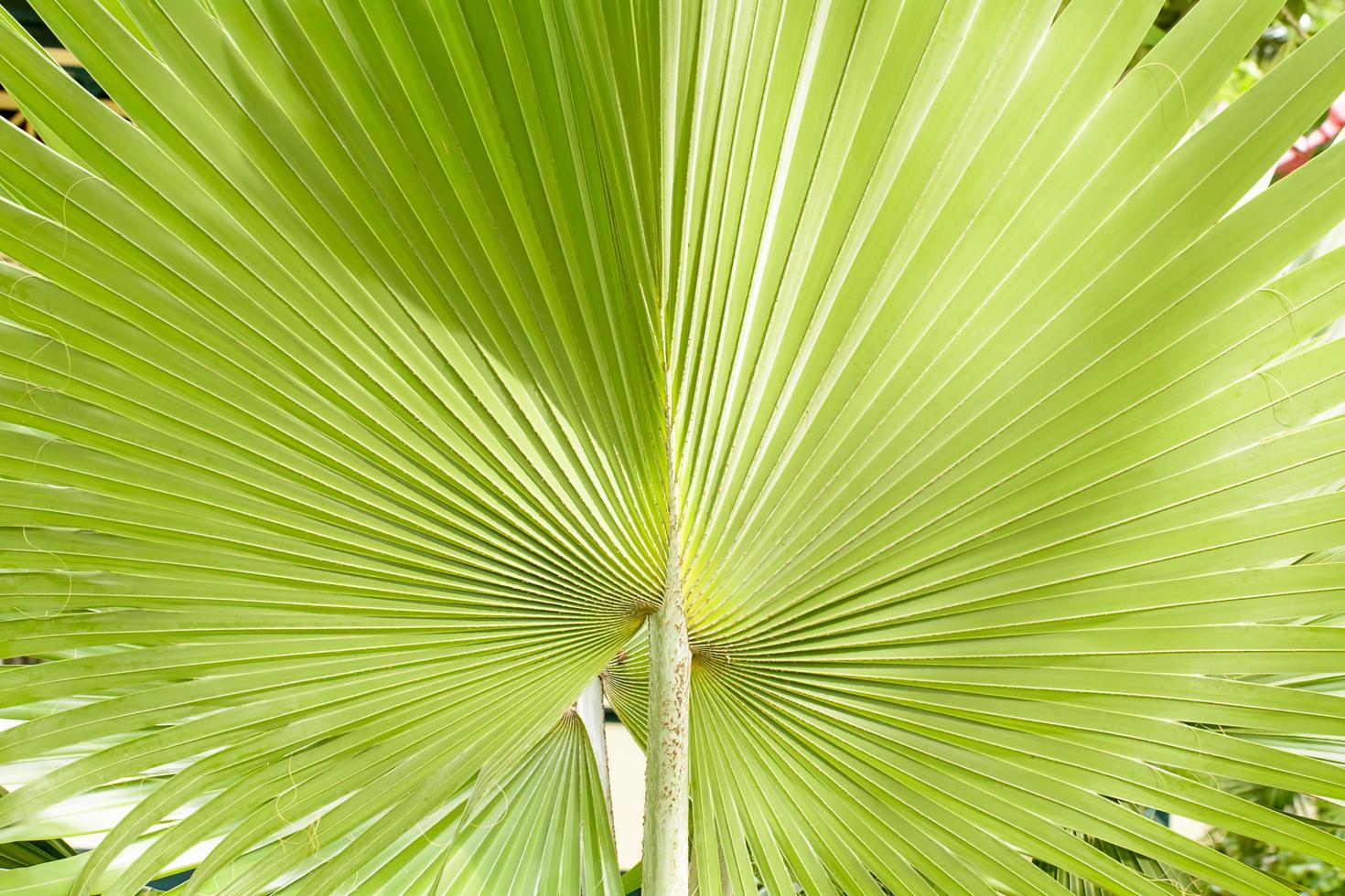 Areca catechu is a species of palm which grows in much of the tropical Pacific, Asia, and parts of east Africa. Effects of Areca catechu color, very fresh. photo