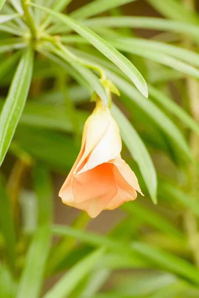 Cascabela or yellow oleander or Lucky nut photo