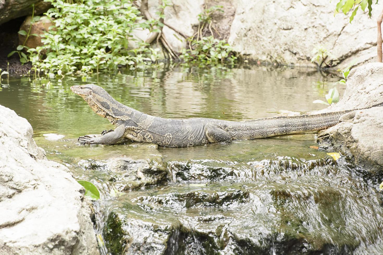 El monitor de agua o varanus salvator es un lagarto grande. foto