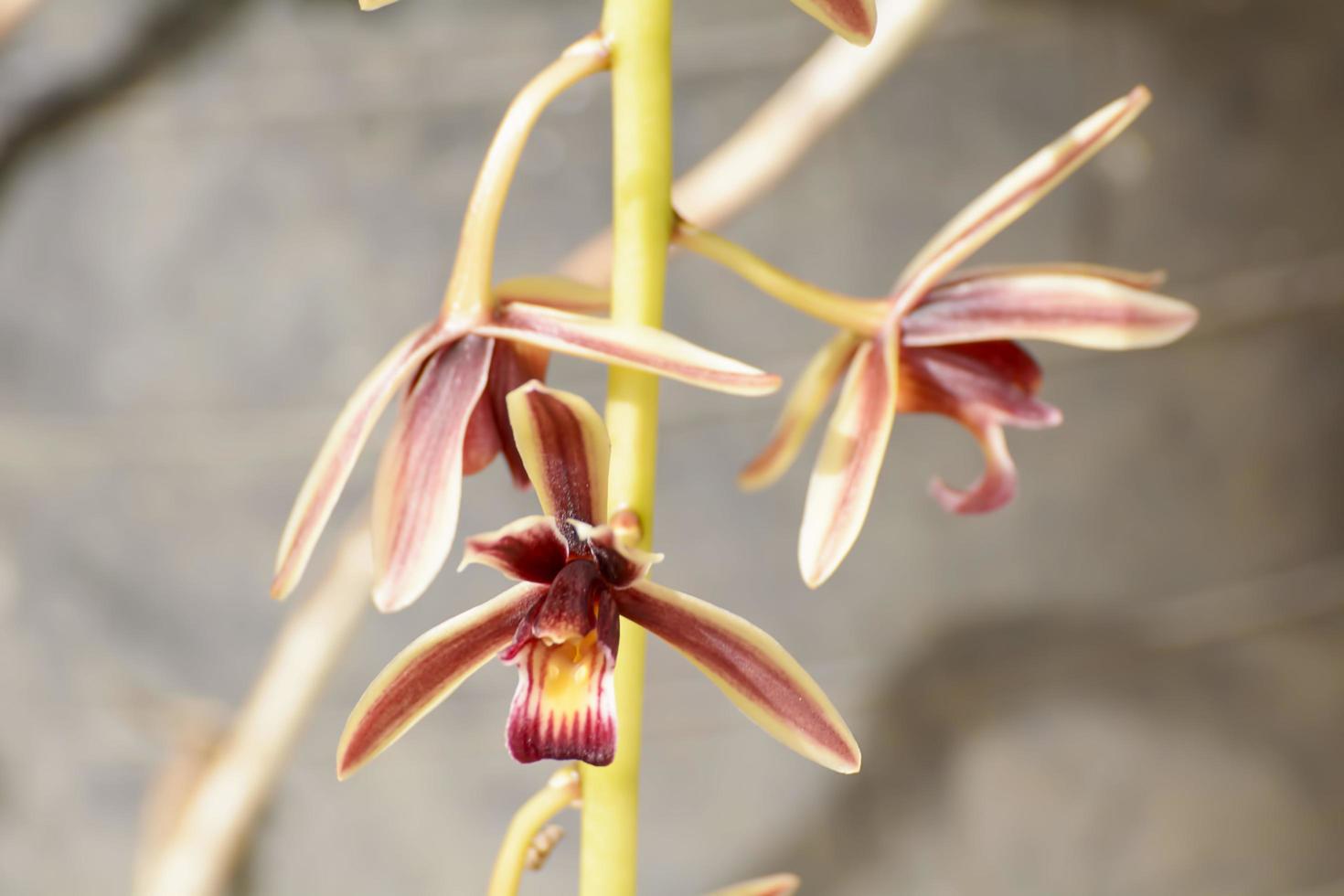 Cymbidium aloifolium with the distribution of species in Southeast Asia. Epiphytic orchid is perched in the trees more. photo