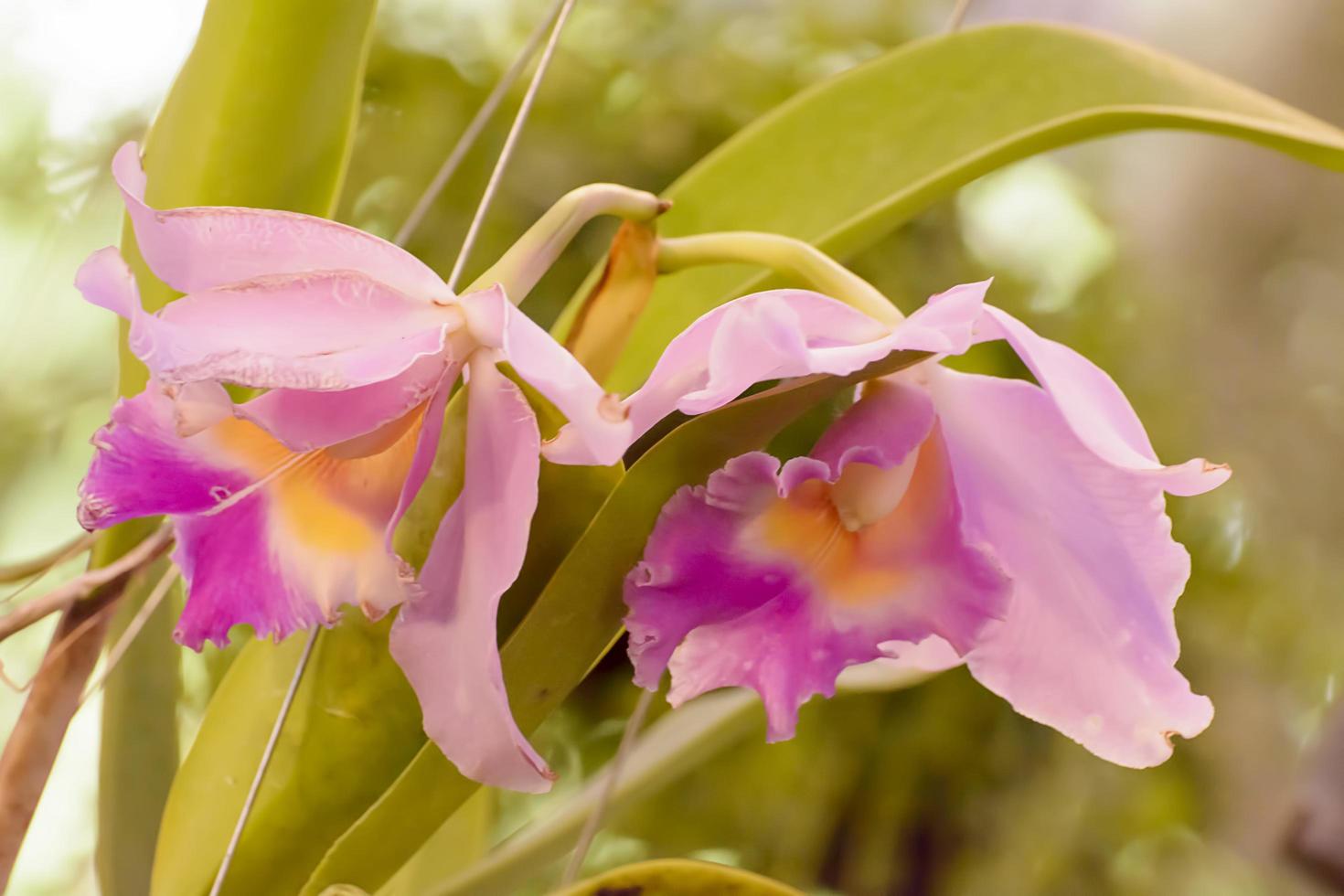 Cattleya is a genus of 113 species of orchids from Costa Rica and the Antilles south to Argentina. photo