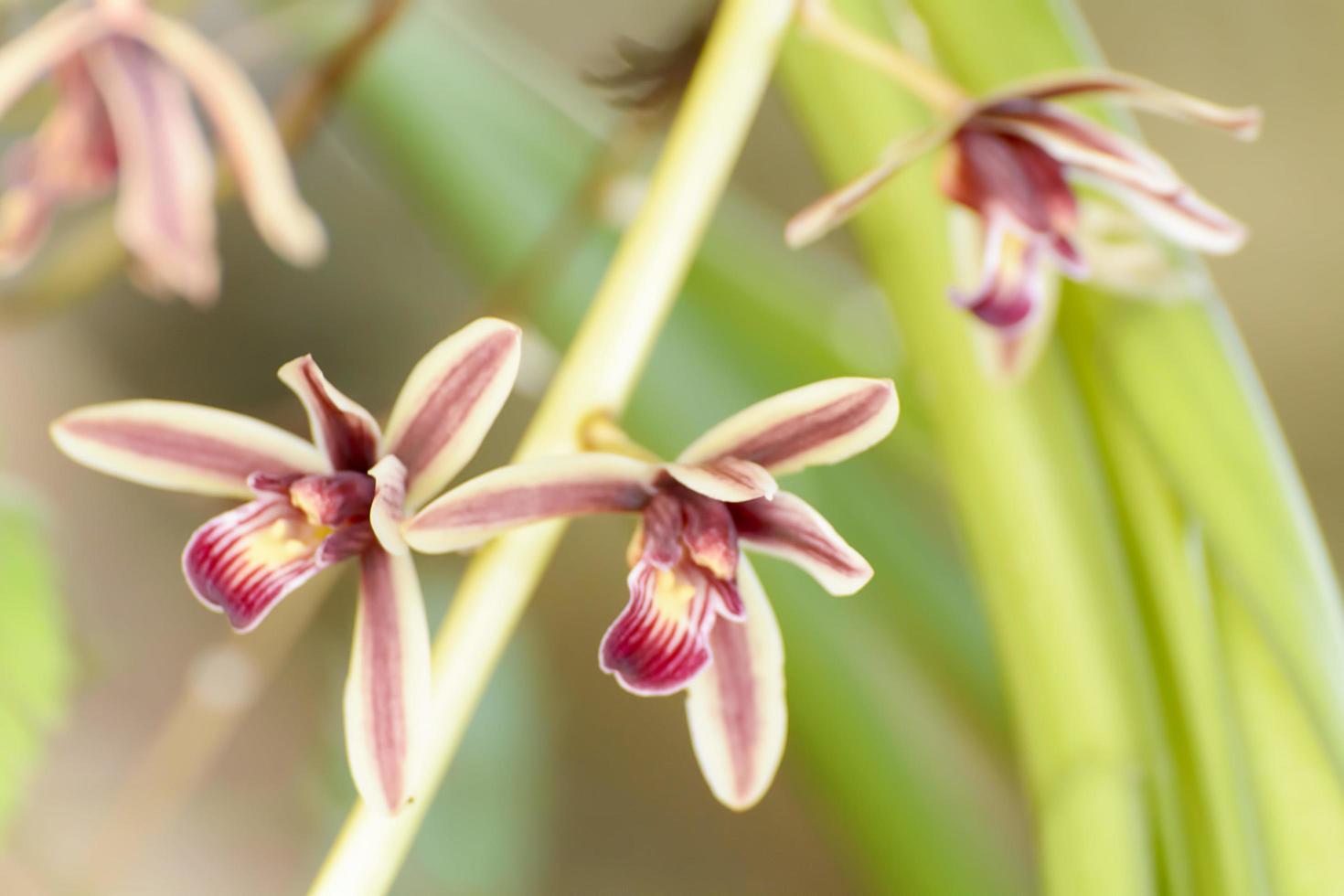 Cymbidium aloifolium with the distribution of species in Southeast Asia. Epiphytic orchid is perched in the trees more. photo